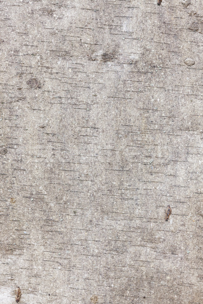 Berk schors textuur hout bos abstract Stockfoto © Juhku