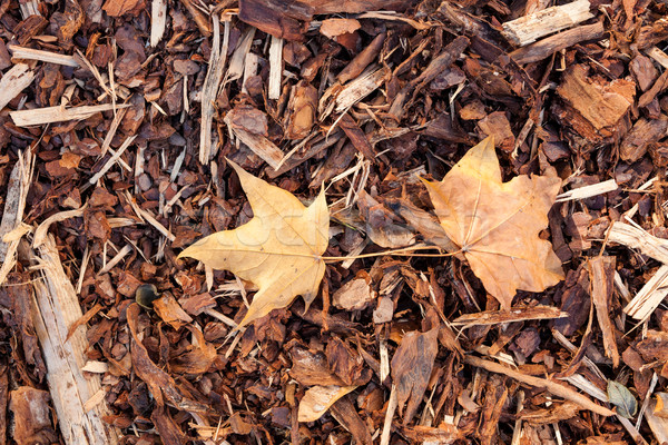 Bark mulch and autumn maple leaves Stock photo © Juhku