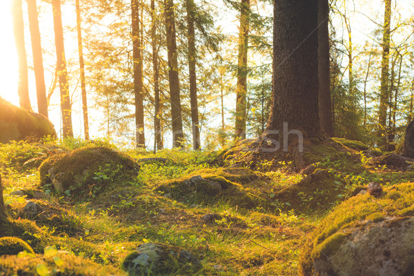 Natural forest at sunset Stock photo © Juhku