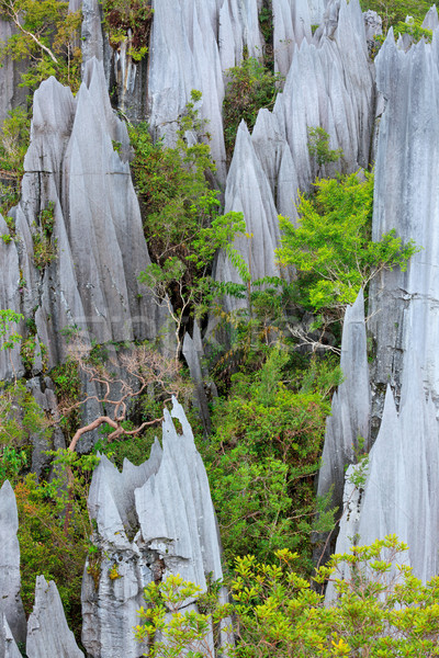 Kalker park oluşum borneo Malezya orman Stok fotoğraf © Juhku