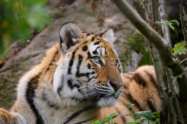 Tygrys twarz kot zoo odkryty przyrody Zdjęcia stock © Juhku