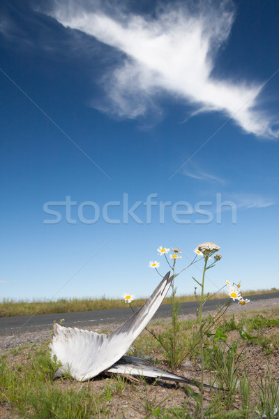 Dead bird wings side of the road Stock photo © Juhku