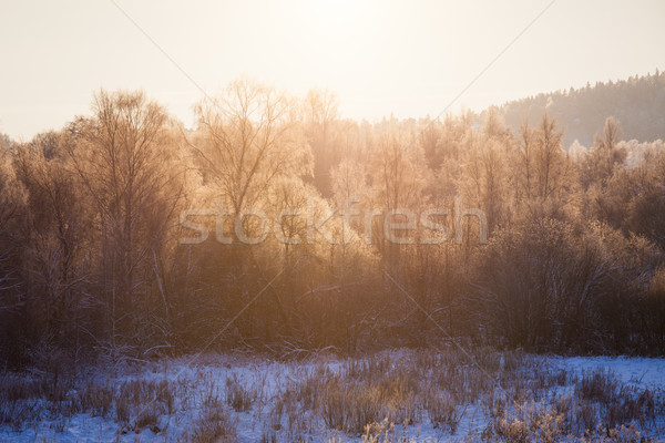 Trees illuminated by morning sun at winter Stock photo © Juhku