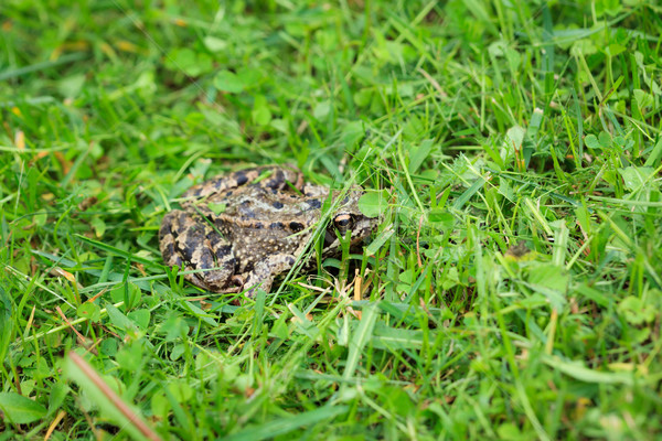Frog on grass Stock photo © Juhku