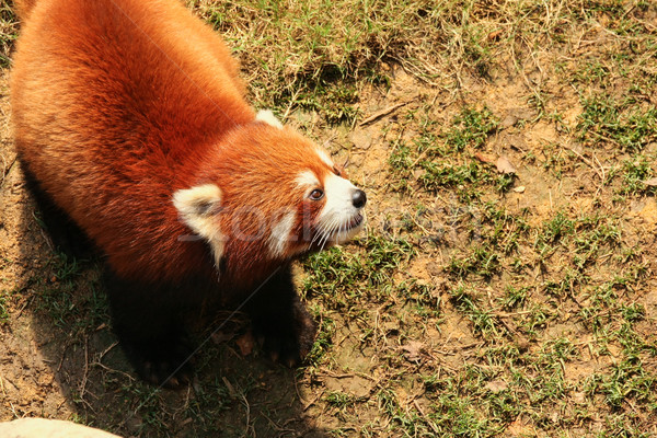 Red panda walking  Stock photo © Juhku