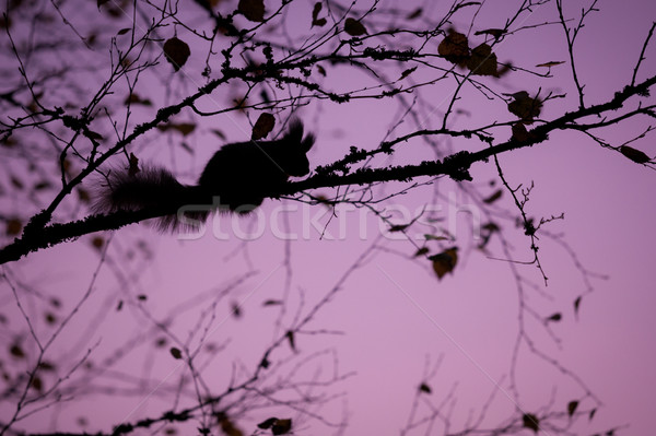 Eurasian red squirrel sleeping in a tree Stock photo © Juhku