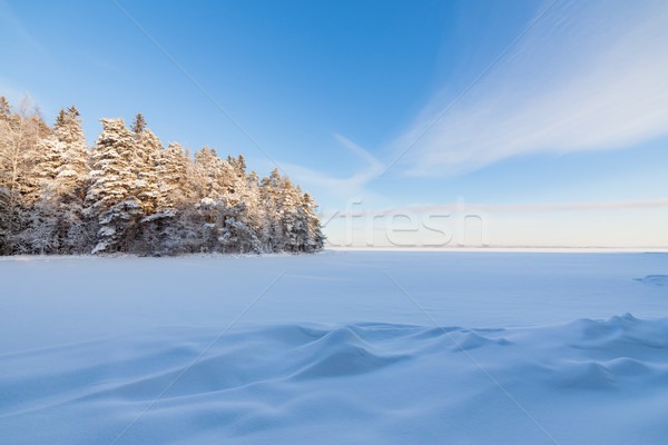 Stok fotoğraf: Dondurulmuş · göl · kıyı · kar · kapalı · orman