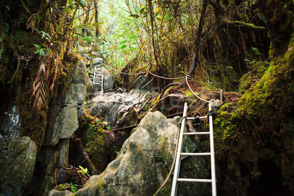 Foto d'archivio: Parco · giungla · borneo · Malaysia · foresta · montagna