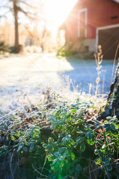 Sun shining over farm yard to frozen lingonberry twig Stock photo © Juhku