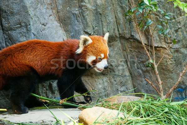 красный Panda зоопарке любопытный каменные китайский Сток-фото © Juhku