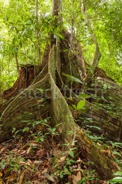 Boom wortels regenwoud borneo Maleisië bos Stockfoto © Juhku