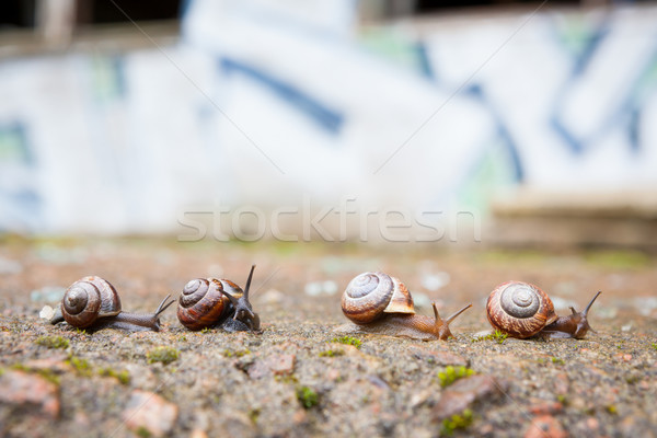 Group of small snails going forward Stock photo © Juhku