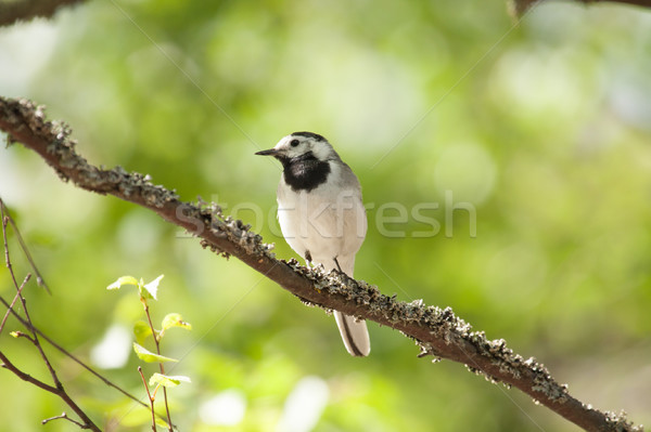 White wagtail bird sits on tree branch Stock photo © Juhku
