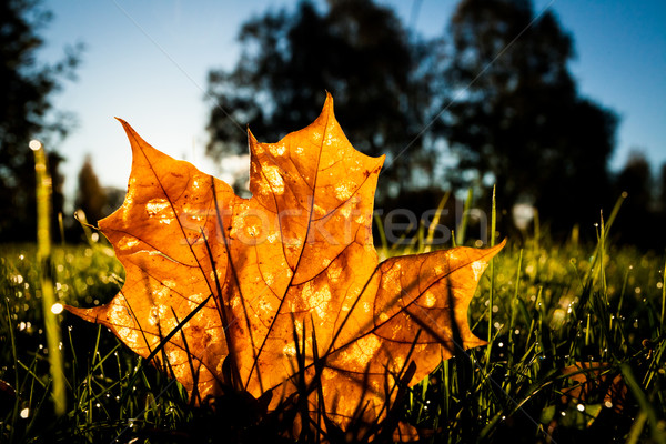 Maple leaf on grass illumited by sunrise light Stock photo © Juhku