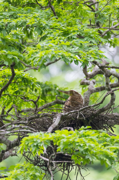 Young tiger heron in treetop nest Stock photo © Juhku