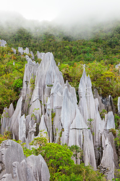 Limestone pinnacles at gunung mulu national park Stock photo © Juhku