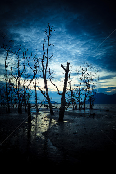 死んだ 森林 泥だらけの ビーチ 黄昏 低い ストックフォト © Juhku