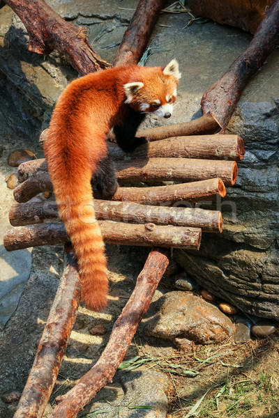 Сток-фото: красный · Panda · зоопарке · любопытный · каменные · китайский