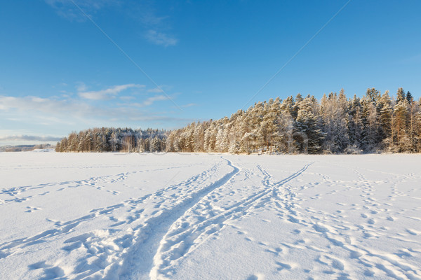 Bevroren meer sneeuw gedekt bos zonnige Stockfoto © Juhku