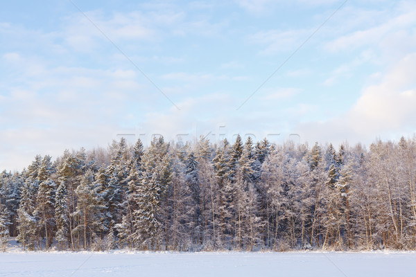 ストックフォト: 凍結 · 湖 · 雪 · カバー · 森林 · 晴れた