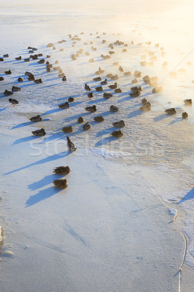 Ducks on ice freezing cold morning Stock photo © Juhku