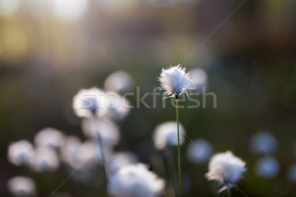 Cotton grass at sunlight Stock photo © Juhku