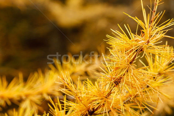 Herbst gelb Baum Holz abstrakten Stock foto © Juhku