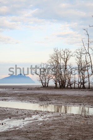 Dead trees in beach at low tide  Stock photo © Juhku