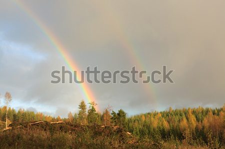 Rainbow and forest landscape Stock photo © Juhku