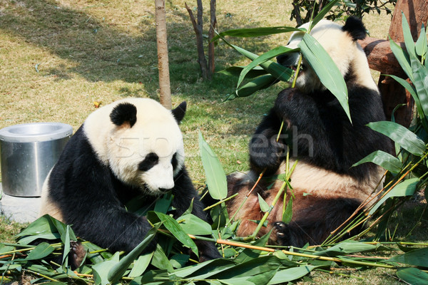Stock photo: Two pandas eating bamboo