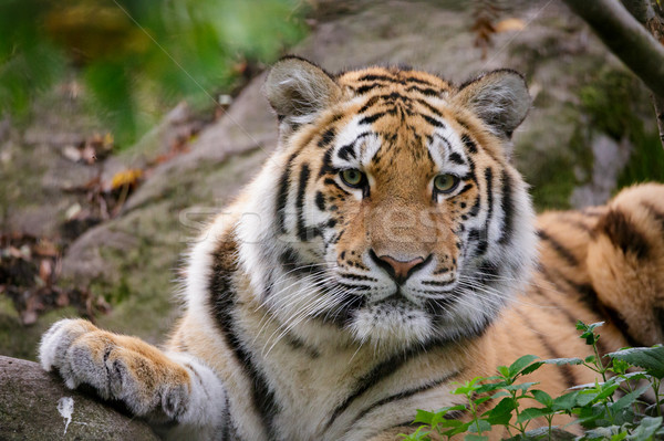 Siberian tiger panthera tigris altaica Stock photo © Juhku