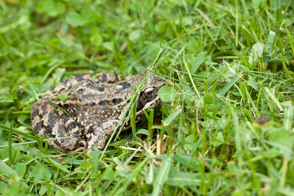 Frog hiding in grass Stock photo © Juhku