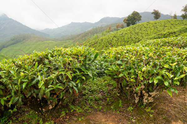 Herbaty Indie mętny dzień charakter krajobraz Zdjęcia stock © Juhku