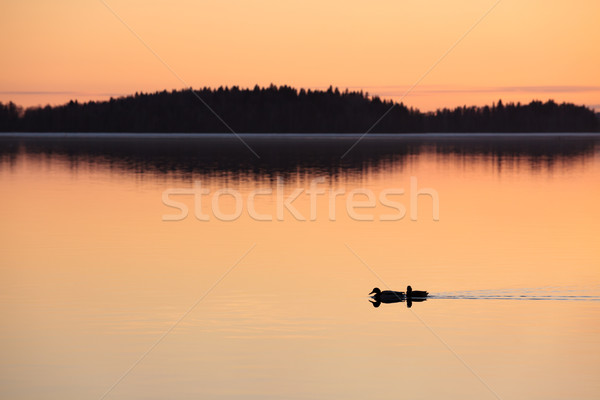 Ducks swimming in lake at sunset time Stock photo © Juhku