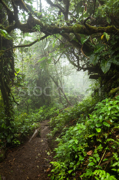 商业照片: 深    青葱的    热带雨林    木 / lush foggy rainforest