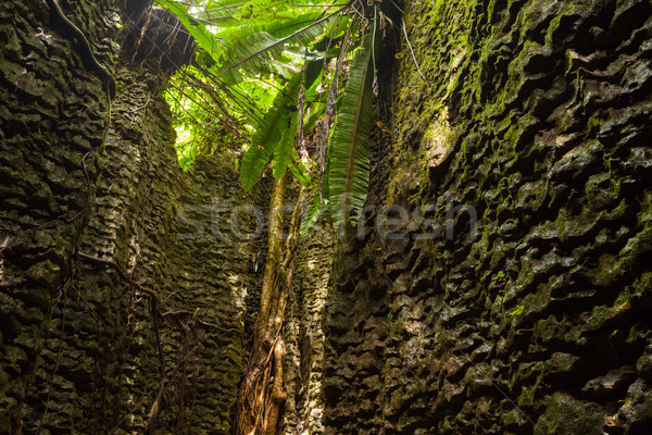 Tree roots on natural stone wall Stock photo © Juhku
