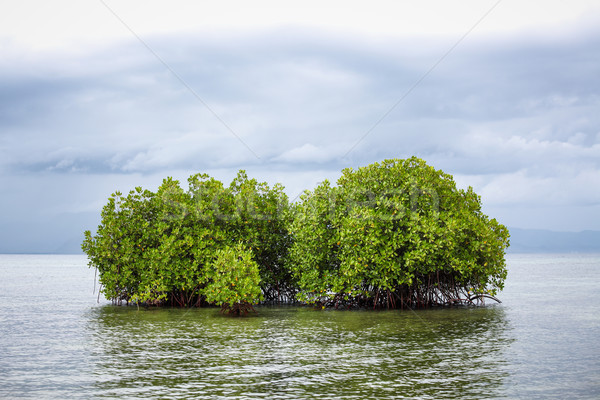 Stock photo: Mangrove tree in water