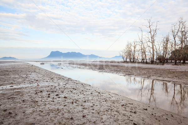 Martwych drzew plaży niski fala parku Zdjęcia stock © Juhku