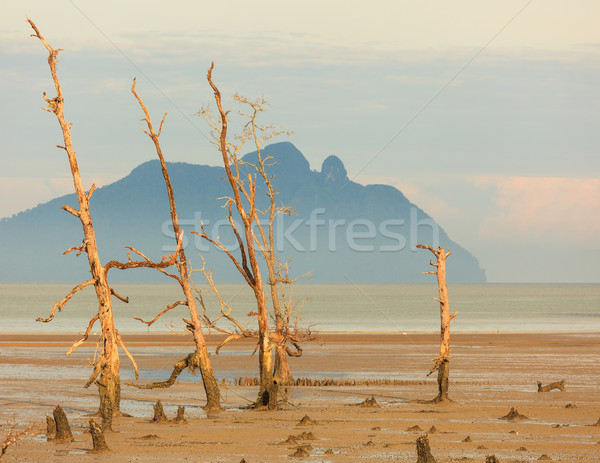 Foto stock: Morto · árvores · praia · baixo · maré · parque