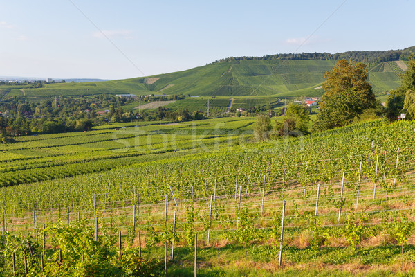 German wine fields landscape at summer Stock photo © Juhku