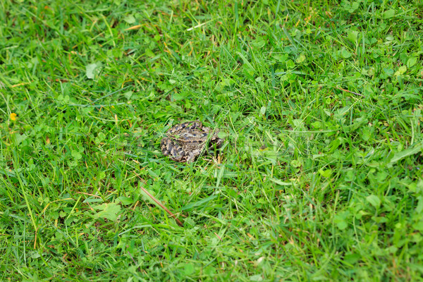 Frog on grass Stock photo © Juhku