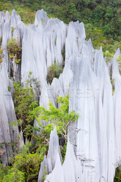 Limestone pinnacles at gunung mulu national park Stock photo © Juhku