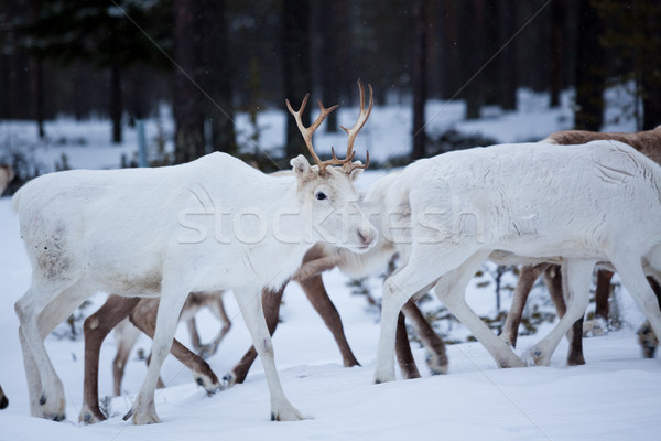 Reindeer flock in the wild at winter Stock photo © Juhku