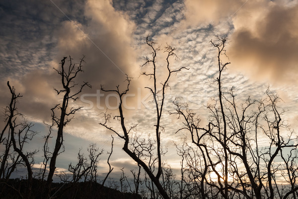 Dead trees and muddy beach at sunset Stock photo © Juhku