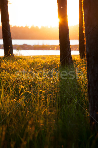 árvore silhuetas longo feno dourado noite Foto stock © Juhku