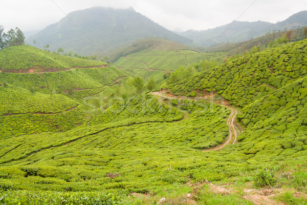 Tea plantations munnar india Stock photo © Juhku