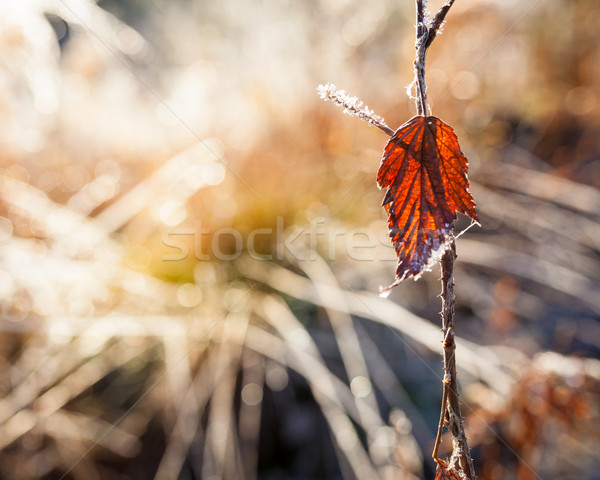 Backlit red leaf and frost close-up  Stock photo © Juhku