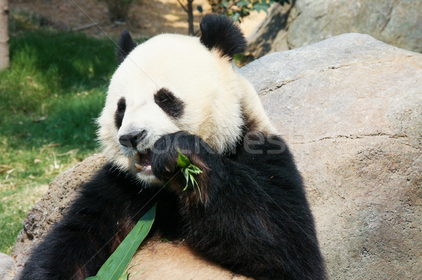 Panda еды бамбук гигант листьев несут Сток-фото © Juhku