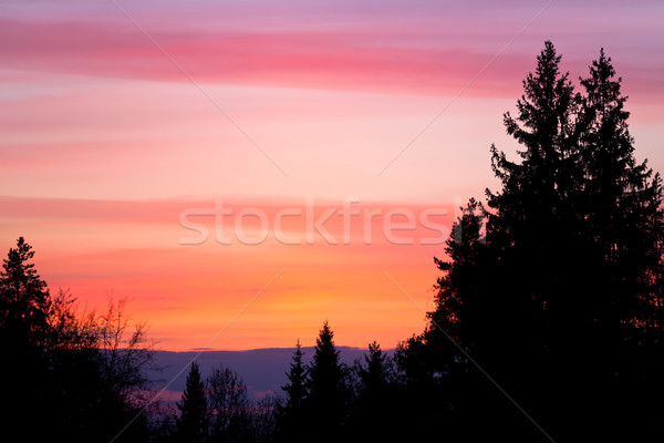 Beautiful sunset sky and tree silhouettes Stock photo © Juhku