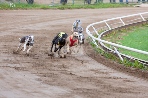Windhund Hunde racing Sand Länge Hund Stock foto © Juhku